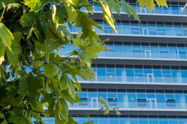 Case din lemn masiv (CLT): întrebări frecvente înainte de a alege acest sistem constructiv